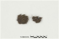 藏品(扭口苔屬)的圖片